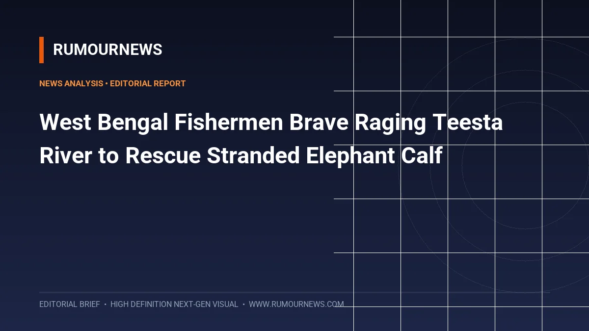 West Bengal Fishermen Brave Raging Teesta River to Rescue Stranded Elephant Calf
